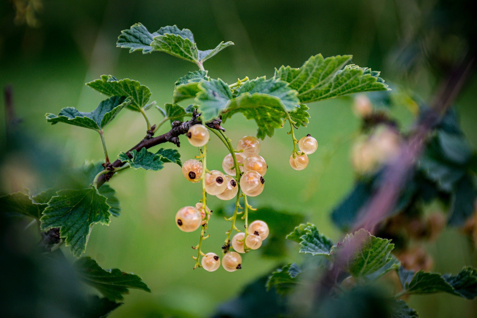 How To Identify Poisonous Plants And Berries In The Wild